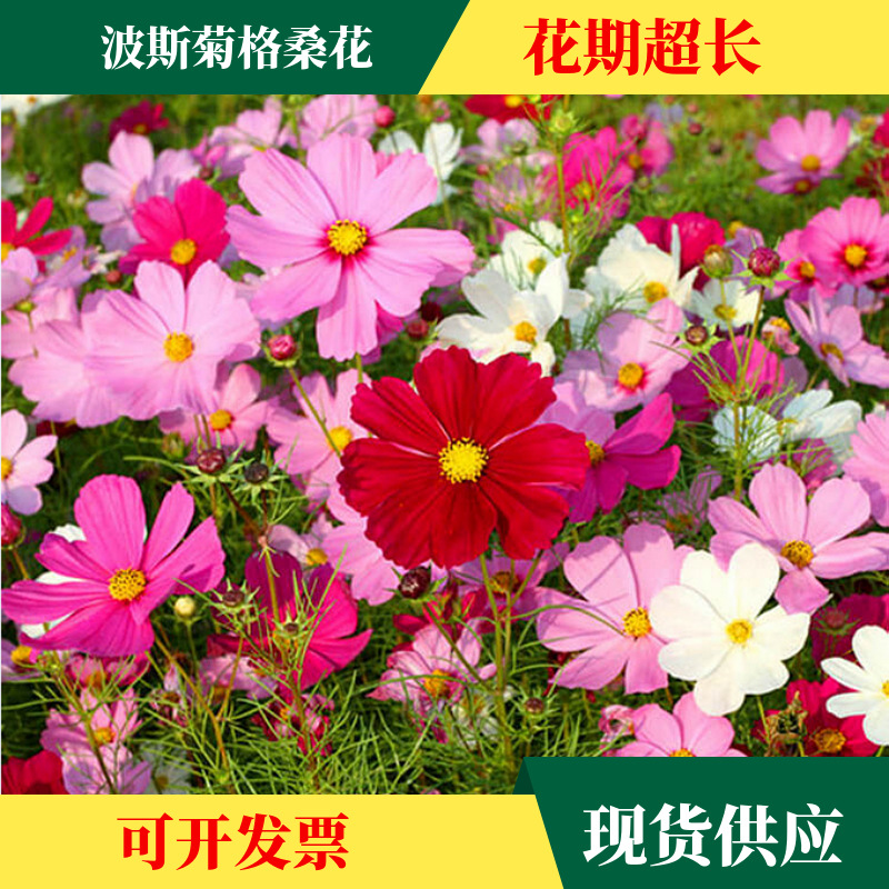 Семена цветов космоса, цветы гесанг, цветение весной и летом, легкие в уходе семена для двора, смесь полевых цветов на четыре сезона