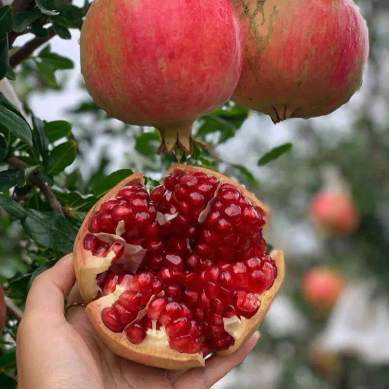Shipped by Sf Express, Sichuan Huili Tunisian Soft Seed Pomegranate Fruit Farmer, Straight Hair Will Marble Pomegranate Sweet Pomegranate Dropshipping