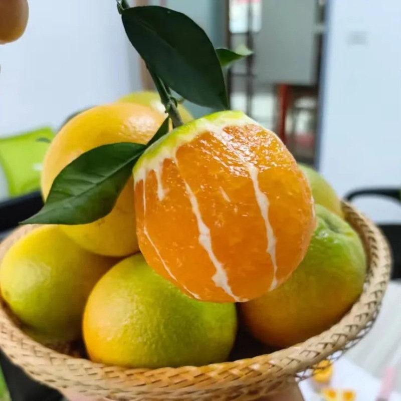 Hubei Summer Orange in Season Fruit Green and Yellow Peel Orange Free Shipping Fresh Fruit Summer Orange Dropshipping
