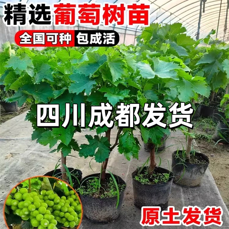 [2-галлонный горшок] Саженцы винограда Сычуань с ароматом розы, посадка в саду, саженцы плодовых деревьев