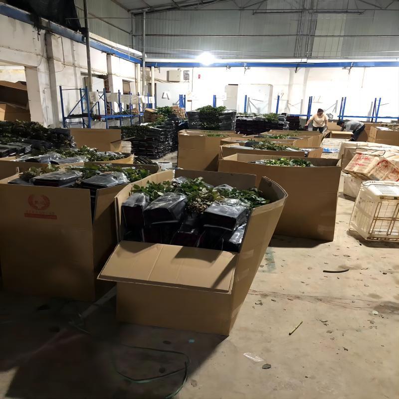 Red Roses Yunnan Flowers Wholesale Wedding Chinese Valentine's Day Teacher's Day Flowers Wholesale Fresh Cut Flowers Gifts