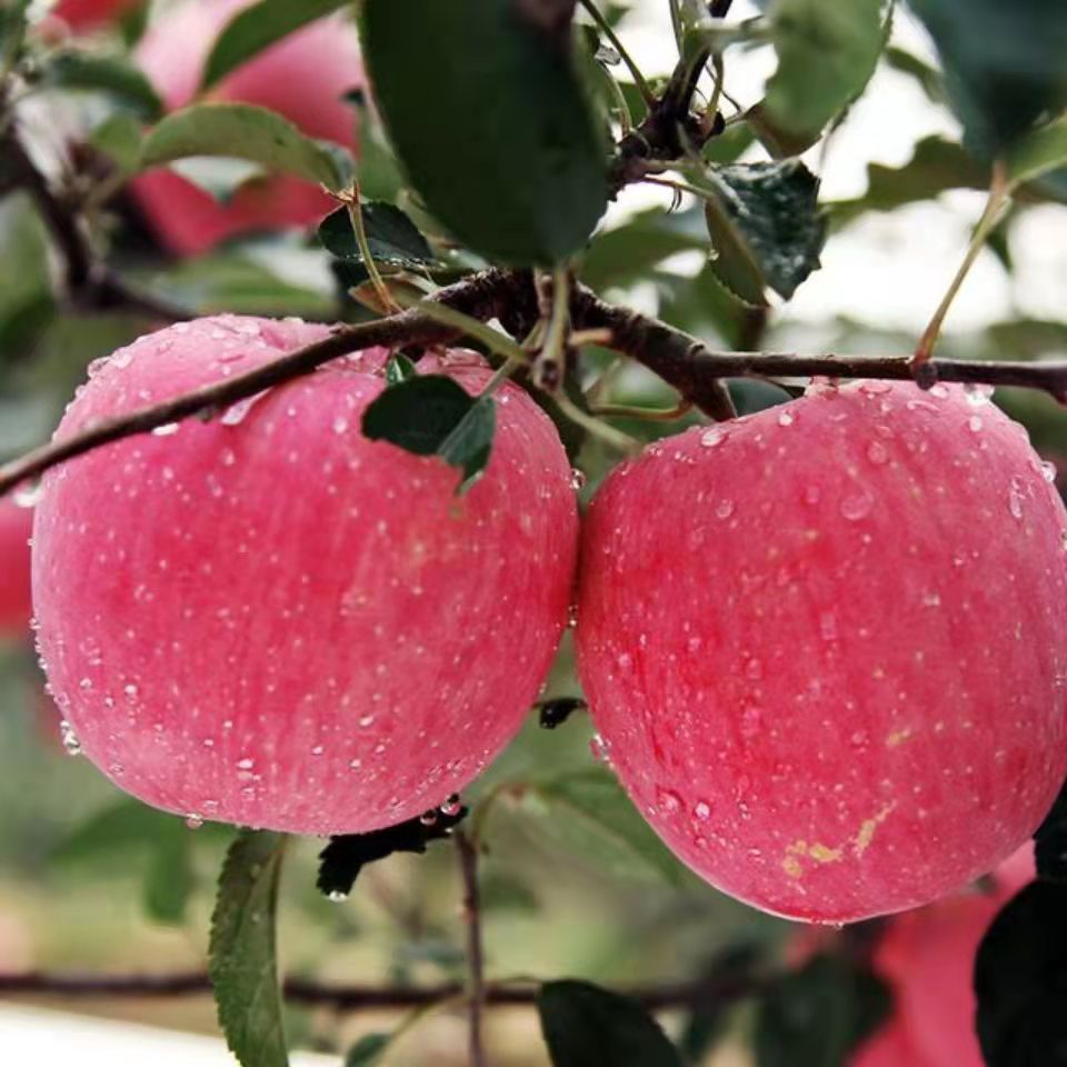 All-Year Shaanxi Luochuan Red Fuji Apple Fruit Fresh Seasonal Whole Box Crisp, Sweet and Juicy Free Shipping