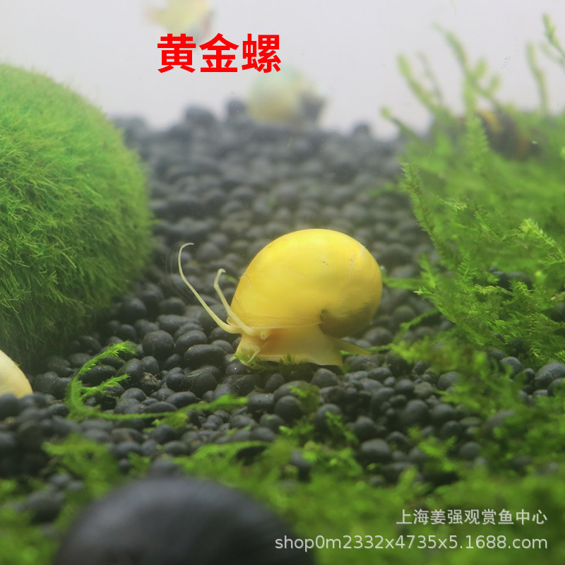Ornamental Snail Aquatic Pet Golden Snail Living Fish Grass Tank Cleaning Ornamental Snail Water Bottom Biological Algae Removal Tool Snail