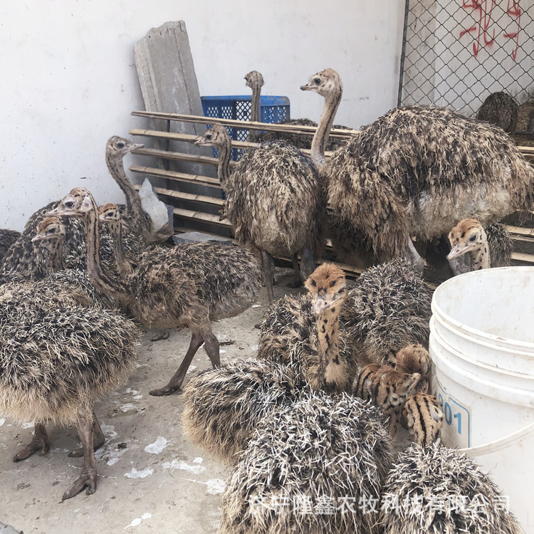 Where to Buy Ostrich Seedlings, Egg-Laying Ostrich Prices, Ostrich Egg Seedling Prices, Live Ostrich Breeding Techniques
