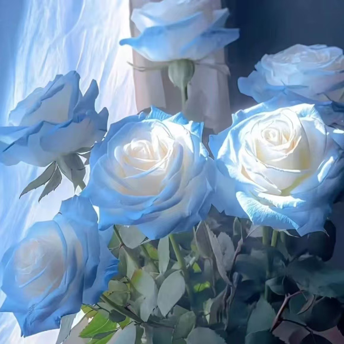 Rare Color Rose Seeds Romantic Rose Cold-Resistant Four-Season Strong-Scented Rose Seeds Potted Outdoor Balcony