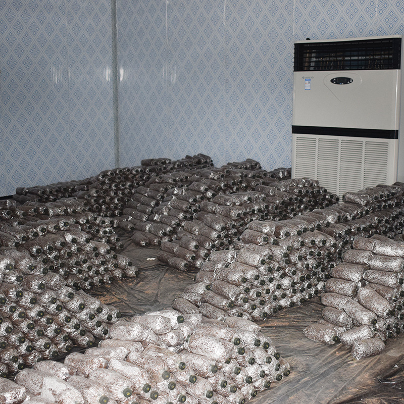 Grass Mushroom Spawn Seeds Are Supplied All Year Round, Producing Mushrooms Evenly. We Have Our Own Farms and Also Use Industrialized Edible Fungi Cultivation Indoors