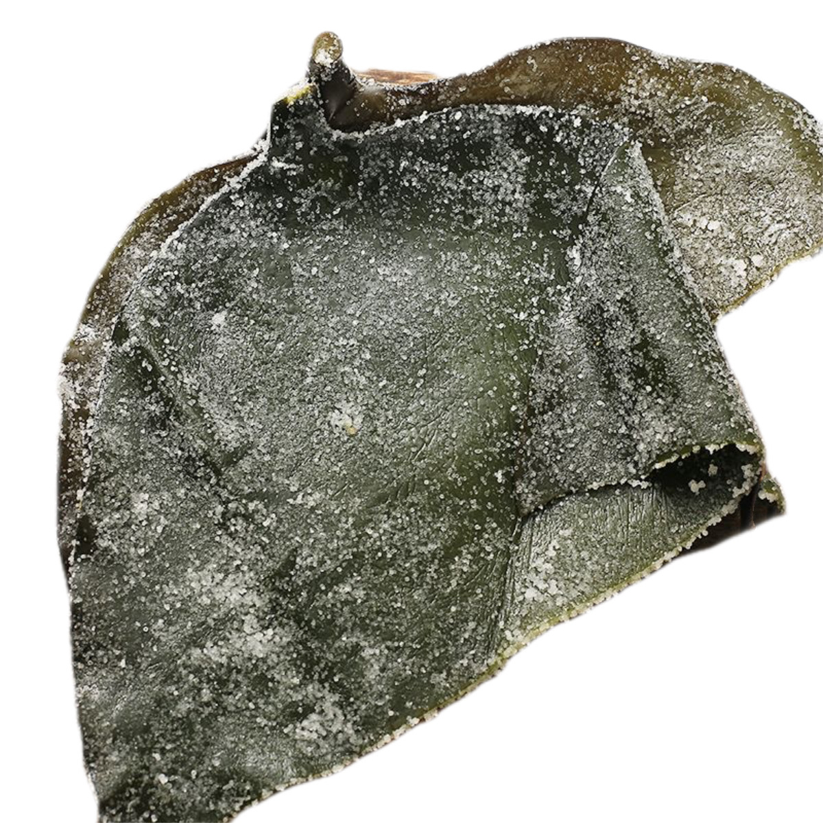 Factory Direct Salted and Sun-Dried Kelp, Semi-Dried Kelp Wholesale Street Goods, Traveling Kelp