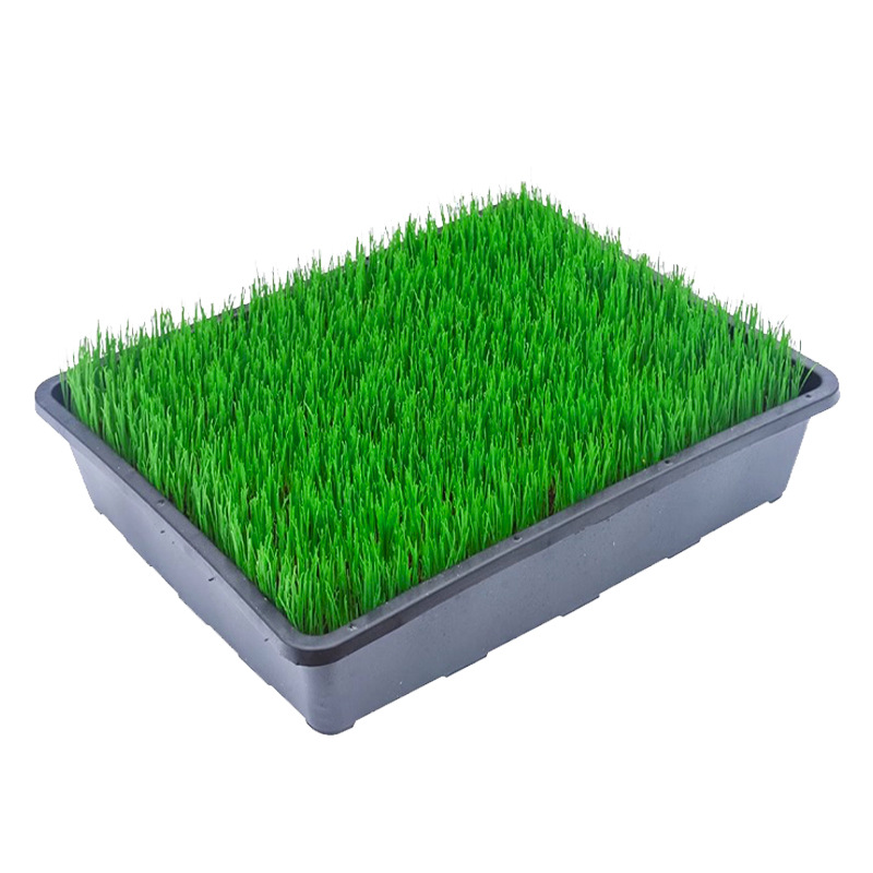 Bentgrass Grass Seeds Taiwan Lawn All Year Round Evergreen Courtyard Engineering Slope Protection Grass Perennial Green Turf Seeds