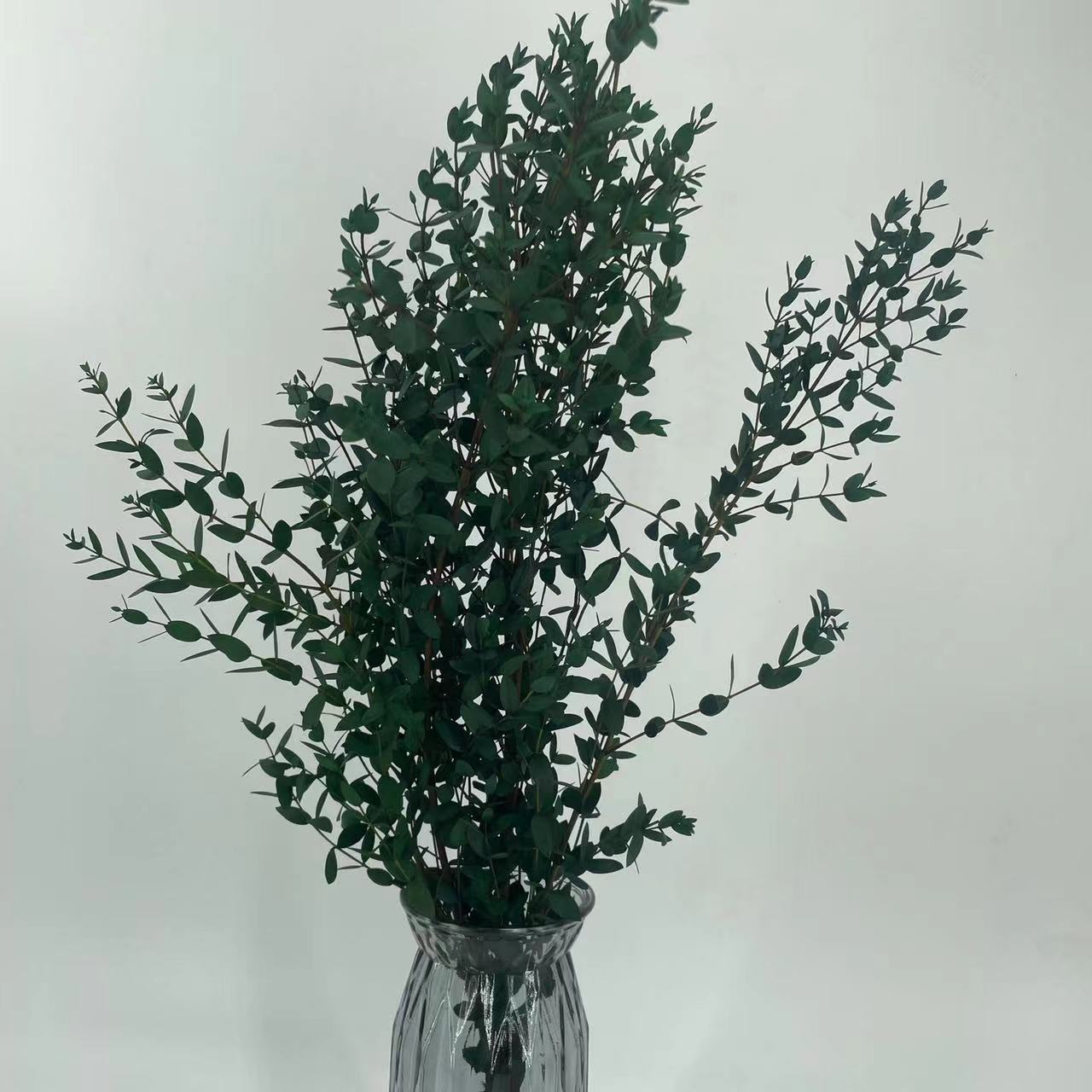 Yongsheng Fine-Leafed Eucalyptus Yunnan Yongsheng Flower Dried Flower Manufacturer Directly Supplies Small-Leafed Eucalyptus and Beautiful-Leafed Eucalyptus