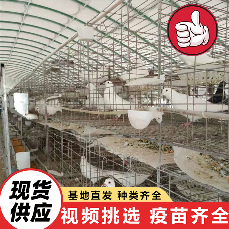 White-Feathered King Pigeon for Feeding in Scenic Spots, Interactive Square Pigeons, Live Pigeon Chicks for Scenic Spots