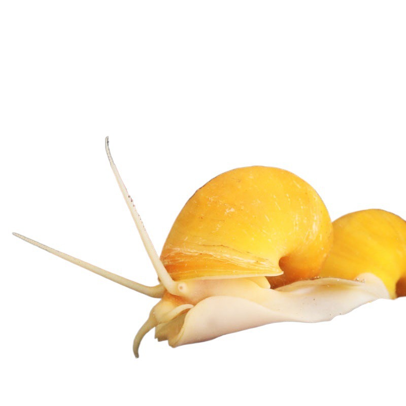 Snails for Algae Removal, Ornamental Snails, Fish Tank Cleaning Snails, Algae-Eating Apple Snails, Zebra Snails, Feces-Eating Tools, Freshwater Snails