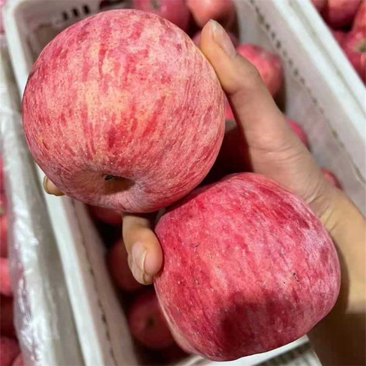 【Luochuan Direct Delivery】Authentic Shaanxi Luochuan Apples Fresh Fruit Free Shipping One Piece Dropshipping Fruit