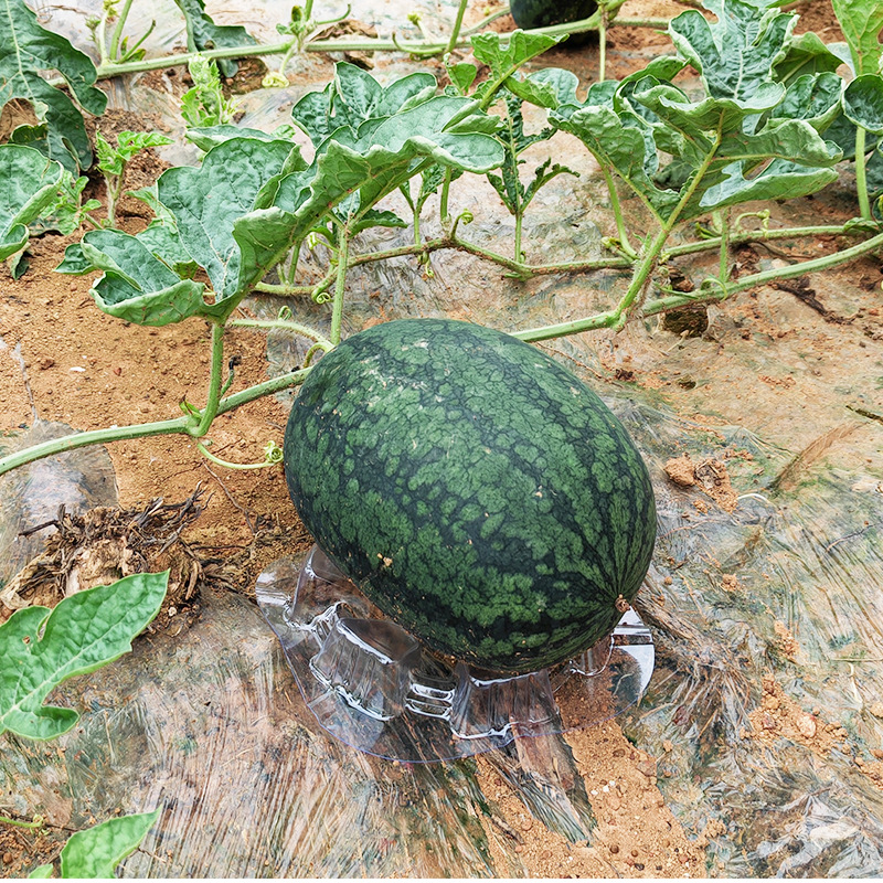 Spot Thickened Watermelon to Hami Melon Melon to Blister Plastic Melon Pad Anti-corrosion Rotten Melon to Melon Pad