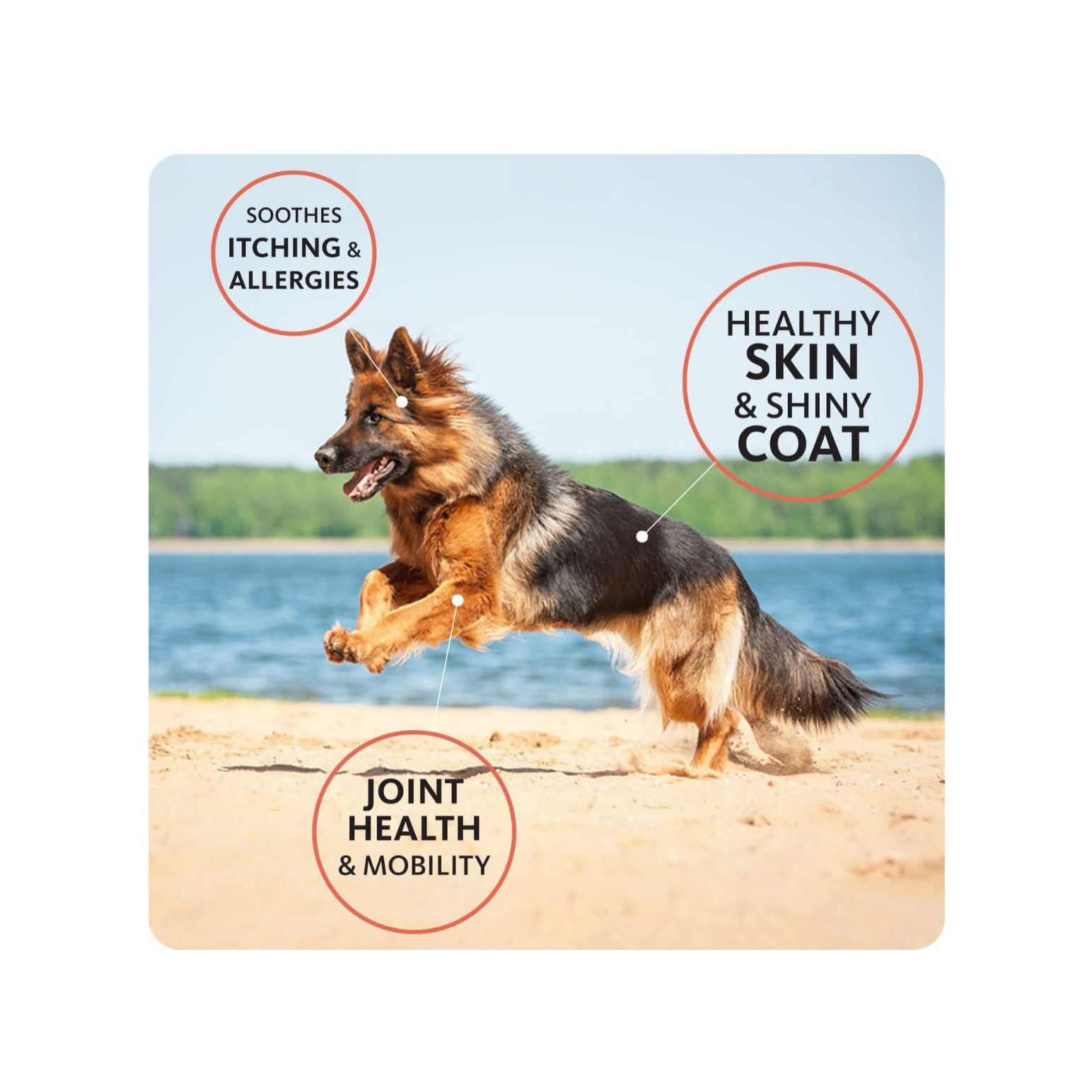 Cross-Border Pet Fish Oil, Norwegian Salmon Oil, Cat and Dog Hair Brightening Skin Care Oe m Source Factory Processing