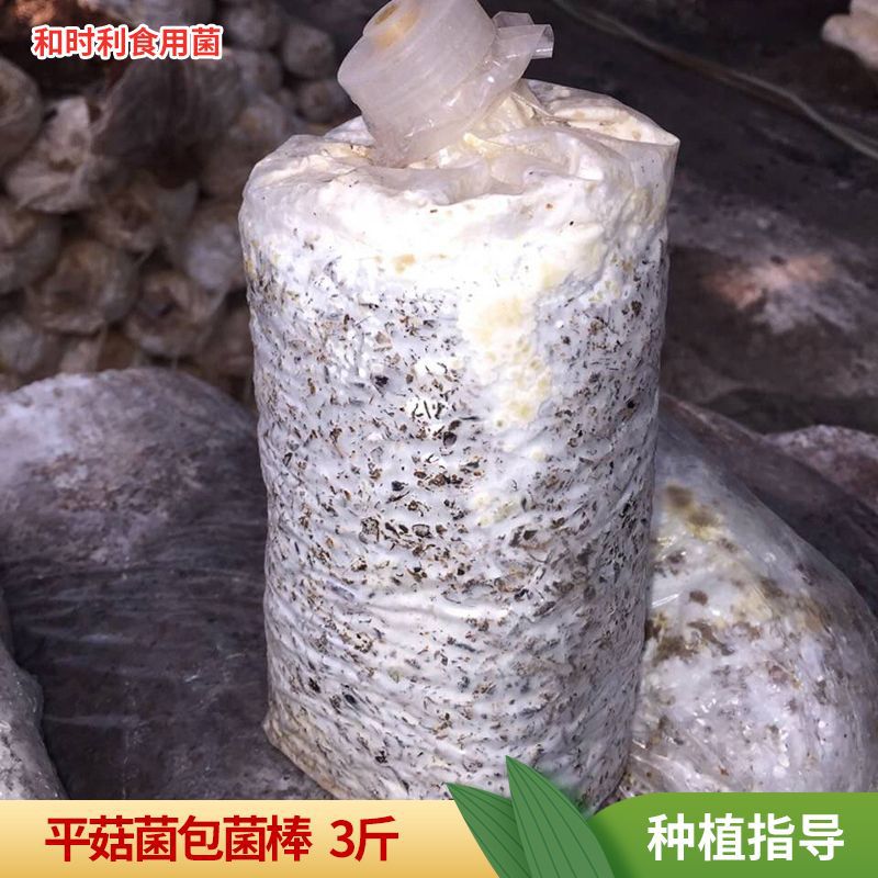 1.5кг бактерий, набор для посадки грибов ранней осенью, строительство грибной фермы, съедобные грибы черного гриба.