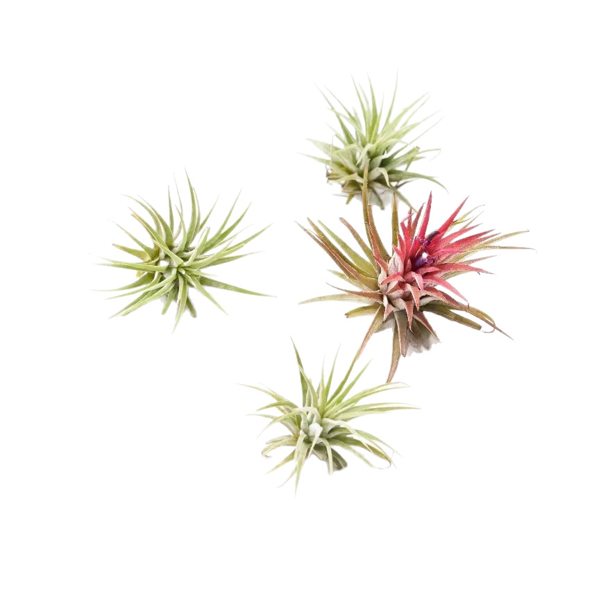 Air Pineapple Soilless Plant for the Elderly, Pineapple Air Grass Green Plant Creative Four-Season Evergreen Indoor Hanging