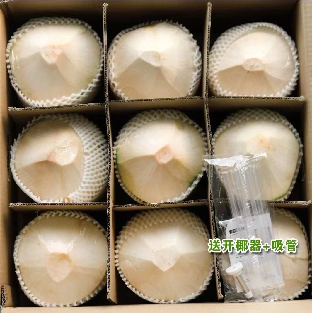 Coconut Green 9 Pack Hainan Coconut Green Peel Fresh Coconut Hainan Wenchang Now Pick Good Fruit Whole Box Free of Mail