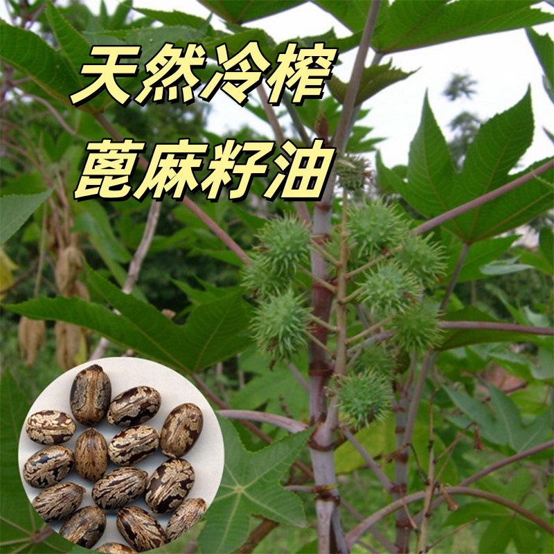 Cross-border plant base oil organic certification castor oil cold pressed Castoroil multi-specification manufacturers OE