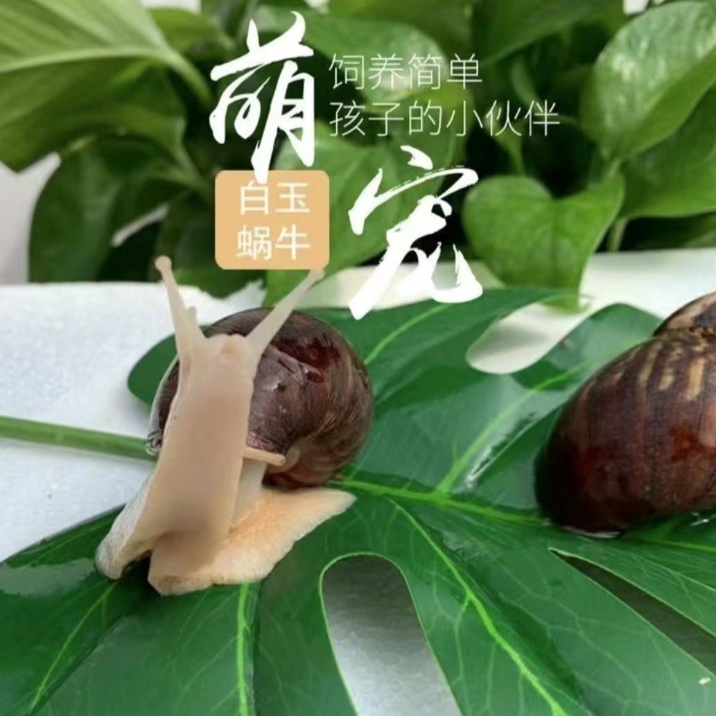 Snail White Jade Snail Living Stall Student Experiment Scientific Observation Breeding Big Snail Ornamental Pet
