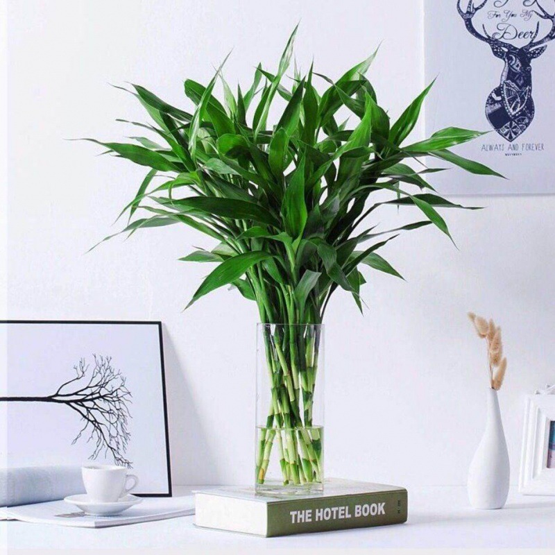 Lucky Bamboo Hydroponic Plant Fine Bamboo with Nutrient Solution Potted Office Green Plant Indoor Air Purification Free Shipping