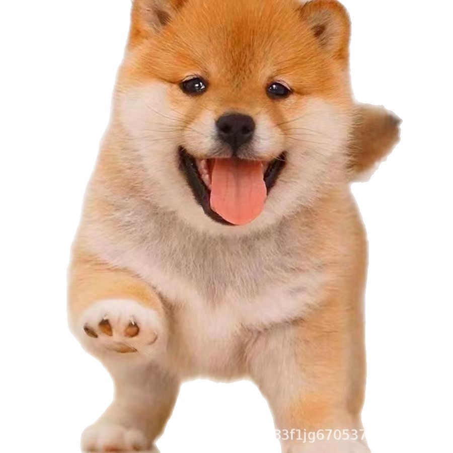 Purebred Shiba Inu Puppy Puppy Double Bloodline Shiba Inu Puppy Live Pet Dog Bean Shiba Akita Dog Small Live Animal Dog