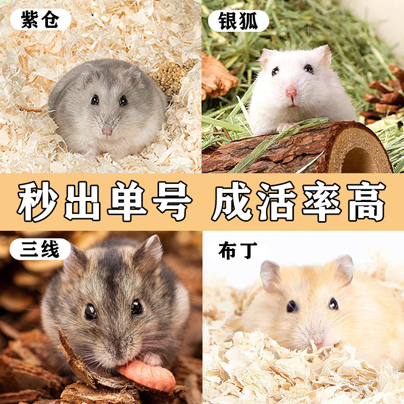 Free Shipping: Small Hamster, Silver Fox Pudding, Three-Threaded Golden Bear Pet, One Hamster Baby, One Baby, One Live Couple