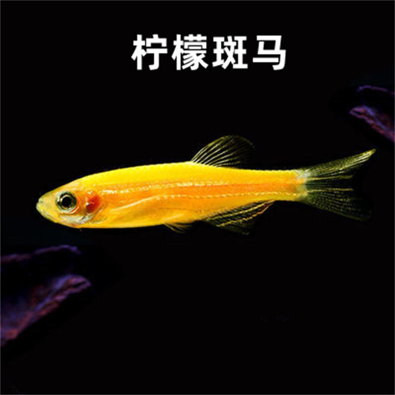 Colorful Fluorescent Candy Zebrafish Wholesale Live Blueberry Lemon Yellow Green Jade Tropical Ornamental Fish Small Freshwater