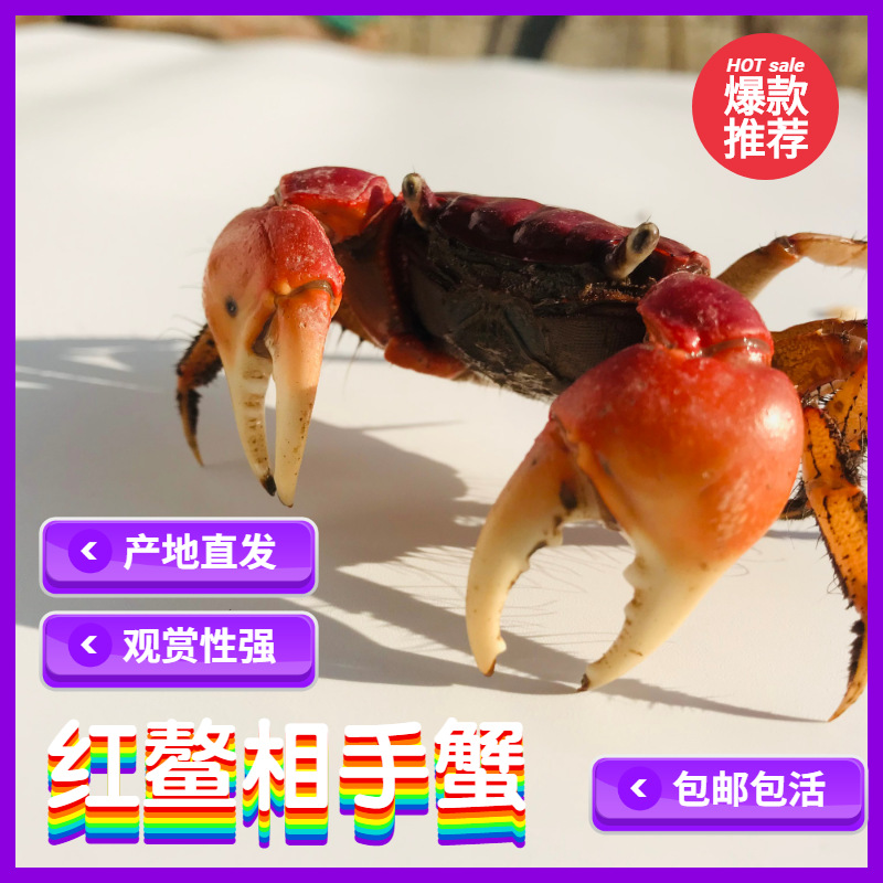 Живой краб, красный краб, перцовый краб, оптовая упаковка