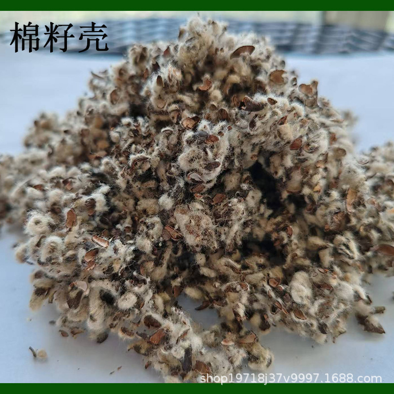Manufacturer Processes Cottonseed Shells for Edible Fungi, Medium-Shelled Medium-Velvet Mushroom Planting Substrate Raw Material Cotton Shells