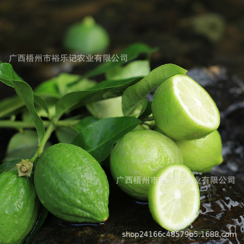 [Direct Delivery from the Place of Origin] Guangdong Perfume Lemon Hand-Made Seedless Green Fresh First-Grade Fruit for Milk Tea Shops