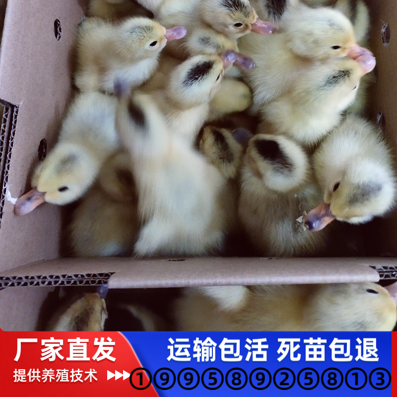 Оптовая продажа утят живых животных, утки яйценосные, мужские, дешевые утята, живые утята из яйца