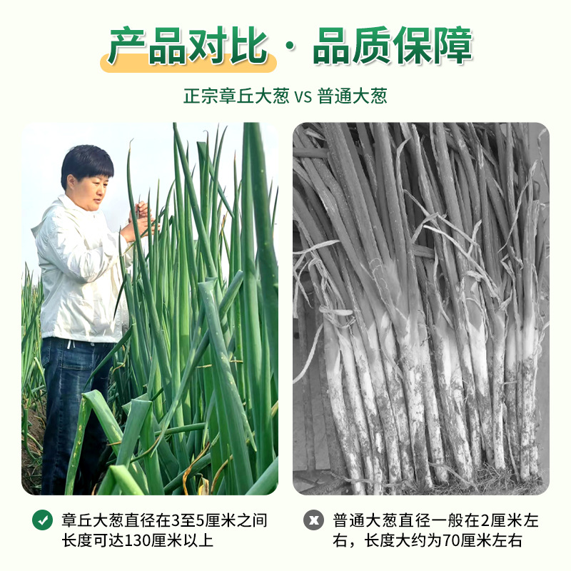 Shandong Zhangqiu Authentic Welsh Onion Postage High White Crisp Sweet Factory Four Seasons Fresh Onions Now Dig Long White Strip Zhangqiu Welsh Onions