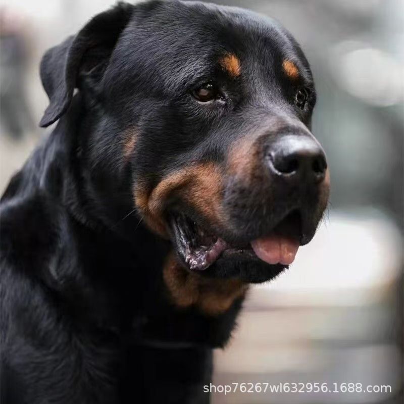 Rottweiler Dog Puppy Living Explosion-Proof Dog at Home Nursing Hospital Dog German Guard Large Dog Guard Dog