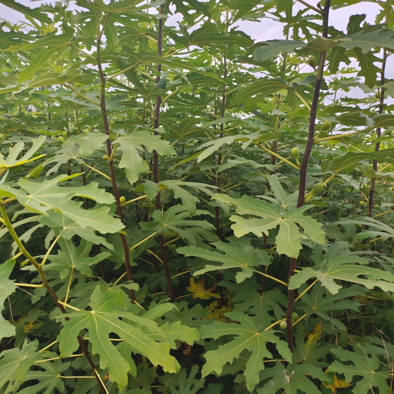 Fig Tree Seedlings 1m or More, Poji Honggres Fig Tree Seedlings, Bear Fruit in the Same Year, Potted Fig Trees