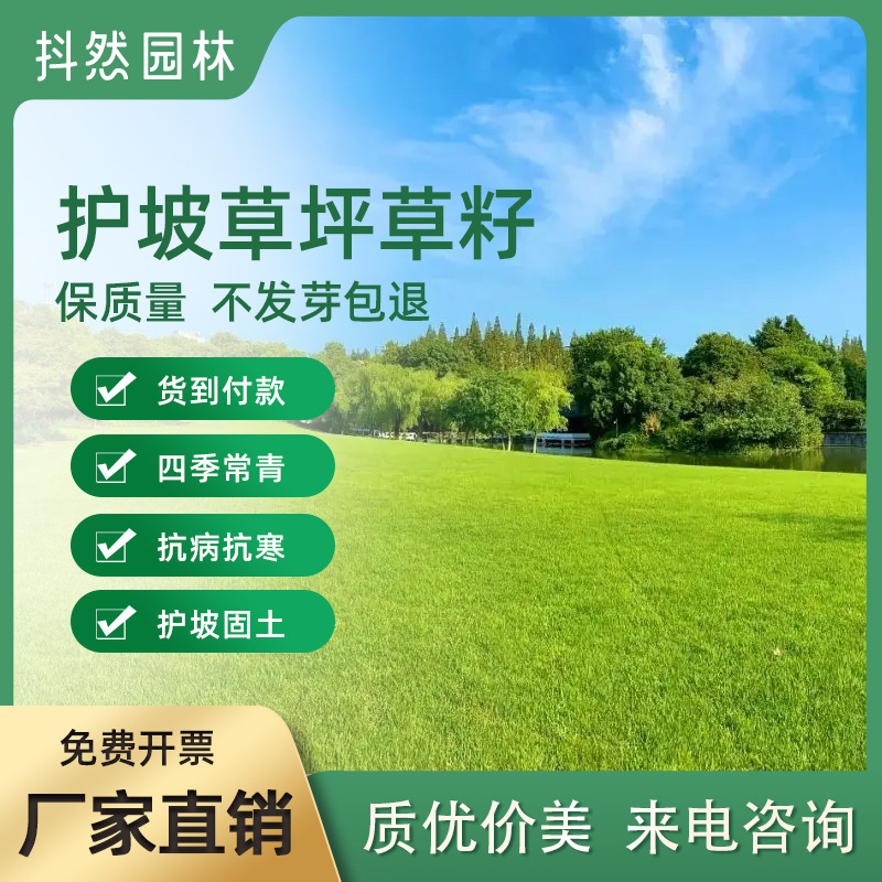Оптовая продажа семян газона, семена травы, защита склона, озеленение, фиксирование почвы, вечнозелёные высокие фестуки, семена райграса, бермудской травы на все сезоны