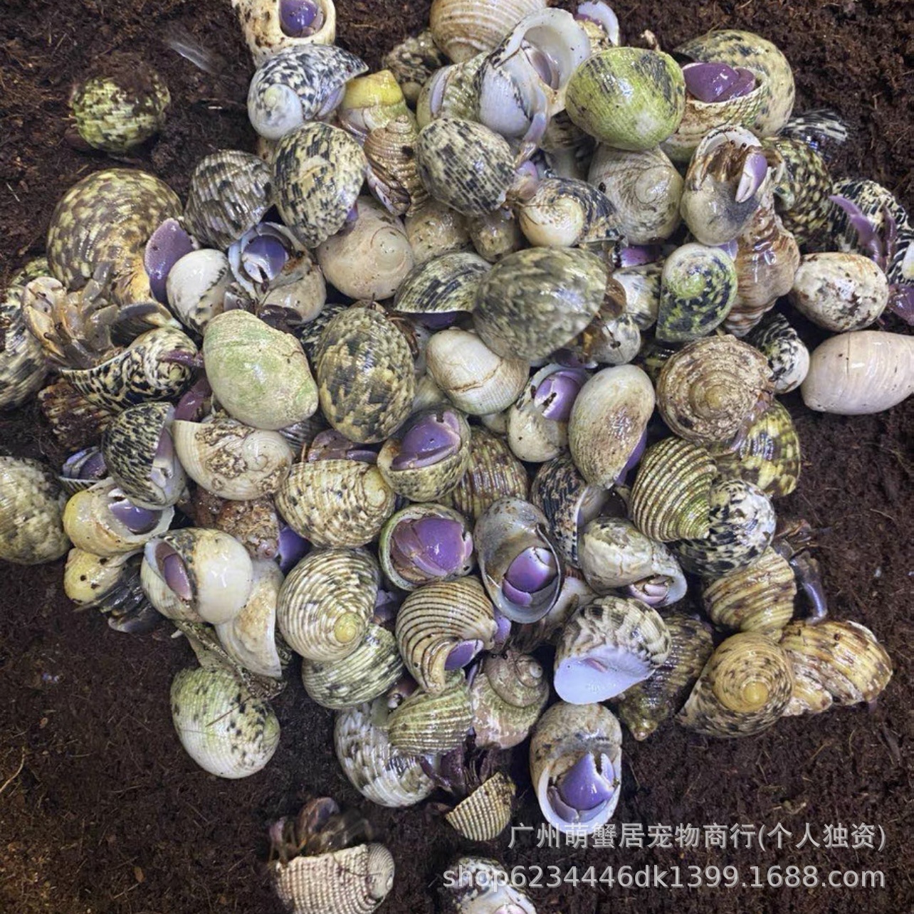 Terrestrial hermit crab live wholesale primary source of wholesale strawberry blackberry gray short wrist dark purple