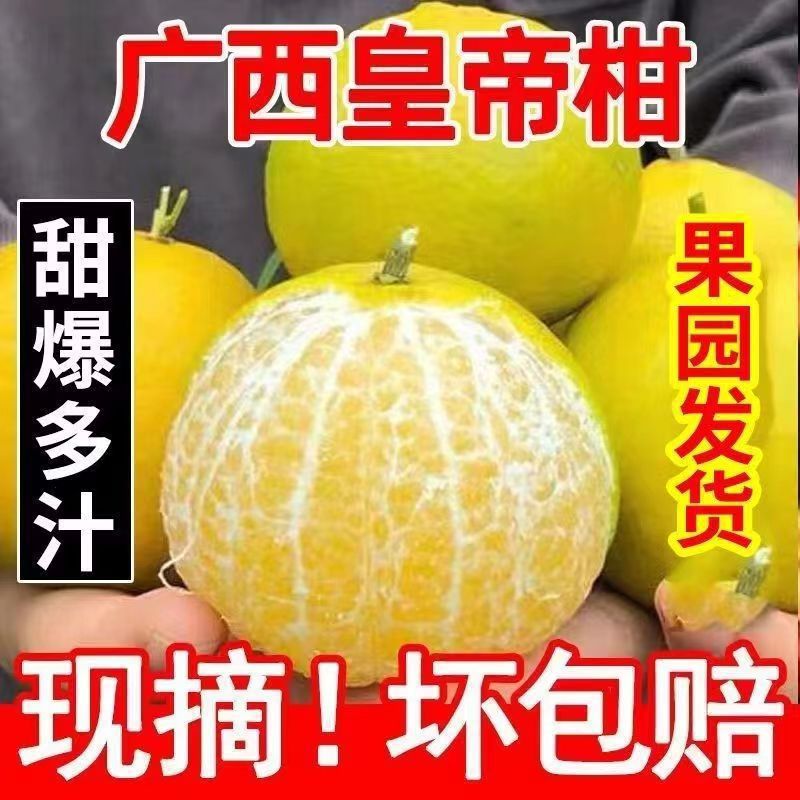 Guanggan Jin Fresh Fruit Gonggan/Jin Citrus Thin Skin Wholesale Orange Orange