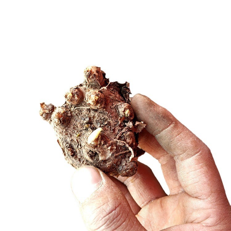 Imported Colorfulful Calla Lily Bulbs, Large Balls, Complete Colorfuls, High Survival Rate, Balcony Courtyard Potted Ground-Planted Calla Lilies