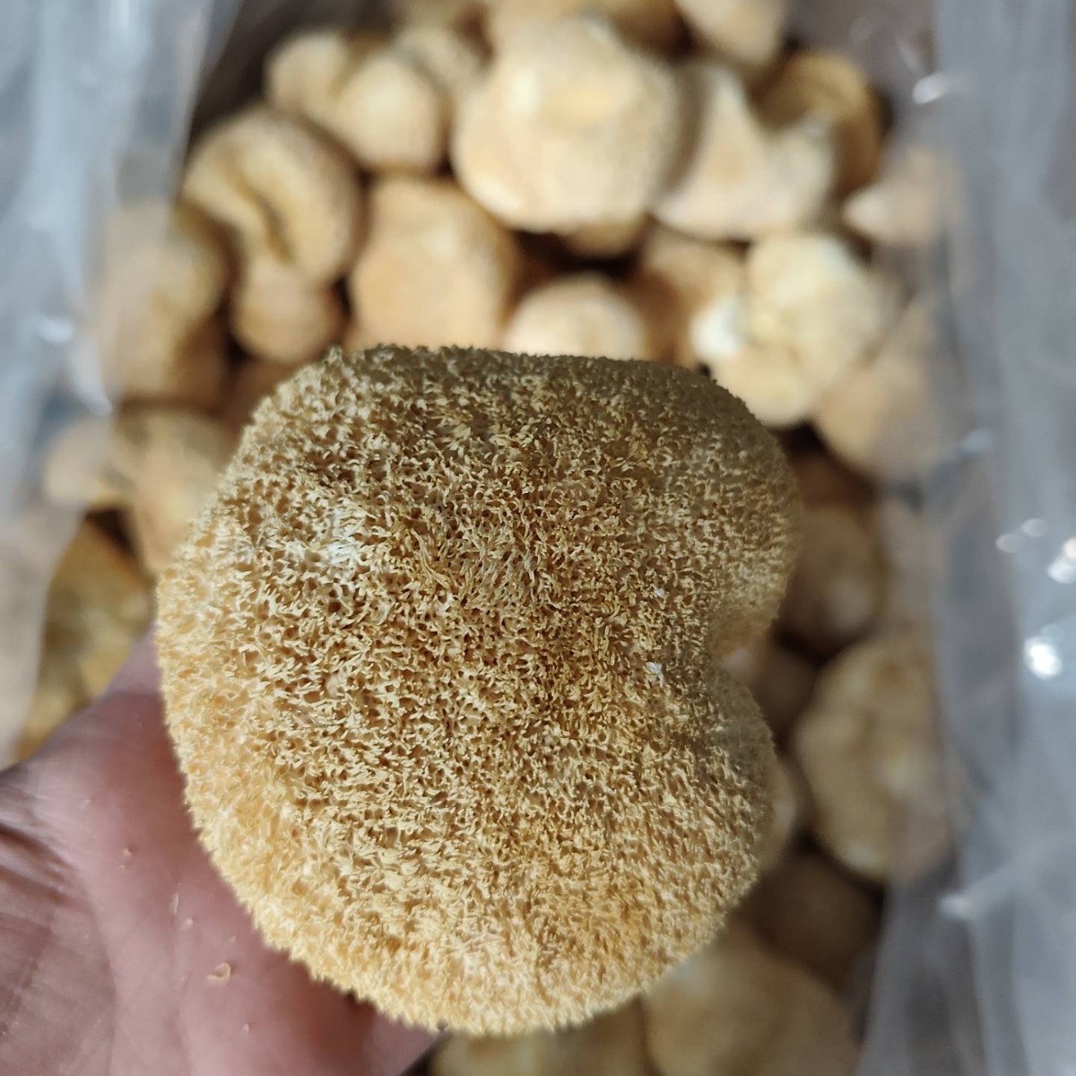 Dried Hericium Erinaceus Powder, Raw Material for Lion's Mane Mushrooms, Root and Stem Trimmed, Sulfur-Free, Bulk Edible Fungi, Wholesale Export Grade