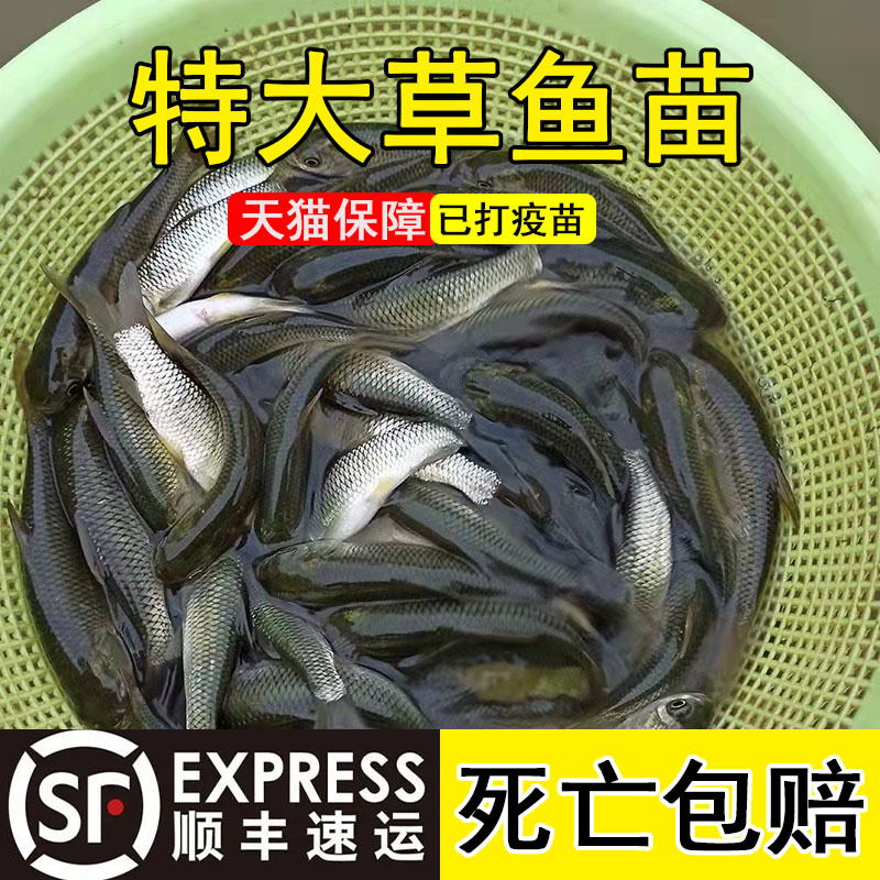Extra Large Grass Carp Fry, Grass Carp Food, Mosquito Grass Carp Fry, Live Fish Fry, Freshwater Aquaculture Edible Four Major Fish Fry Wholesale