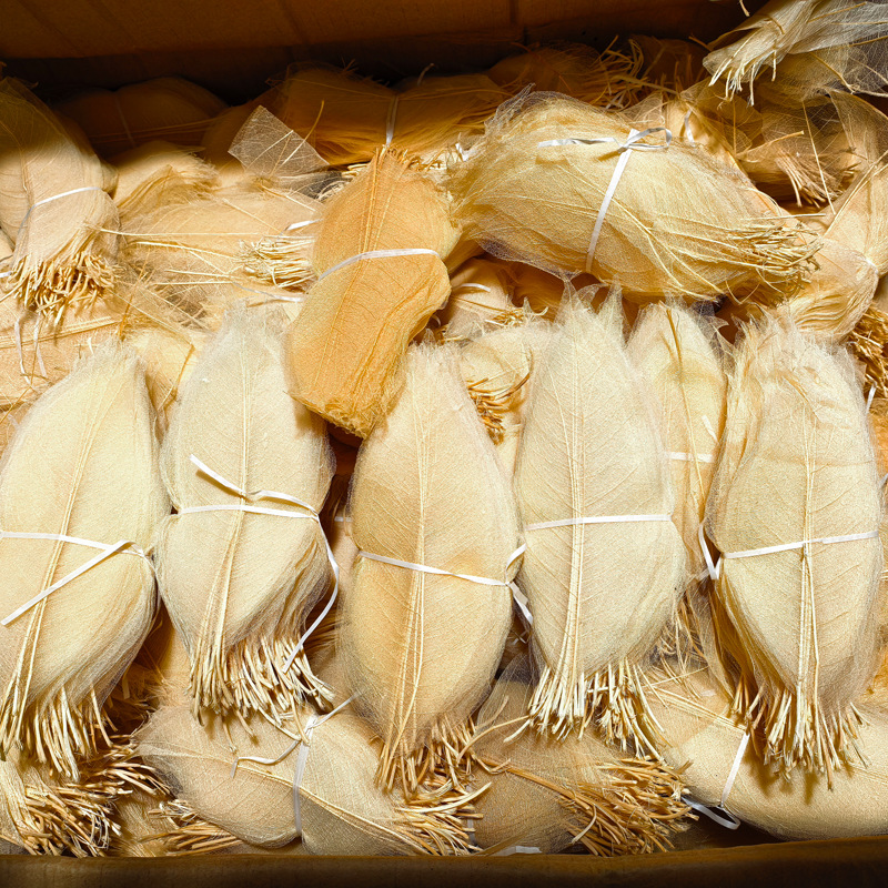 Cicada's Wings Natural Magnolia Leaf Vein True Leaves diy Restaurant Plate Shooting Props Primary School Students' Handmade Sticker