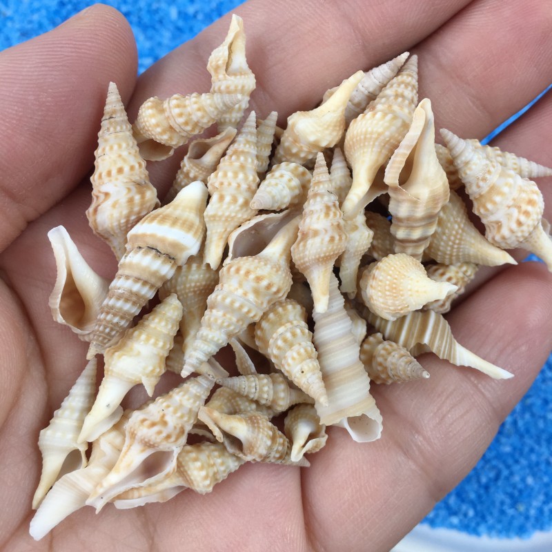 Shell Conch Dongfeng Snail DIY Glue Enclosure Crafts Production Materials DIY Marine Products