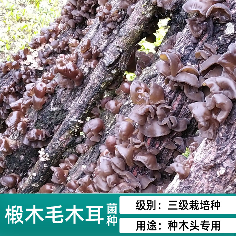 Mushrooms, Agaric, Oyster Mushrooms, Basswood Strains, Mother Strains, Original Seeds, Cultivated Strains, Mushrooms Grown on Wood, Edible Fungi Bags