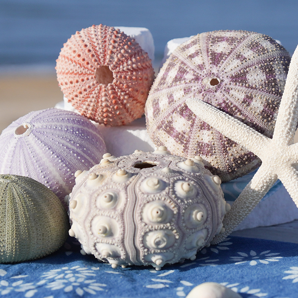 Натуральная раковина конха серия раковина морского ежа образец ремесла домашние коллекционные украшения декоративная база ананаса