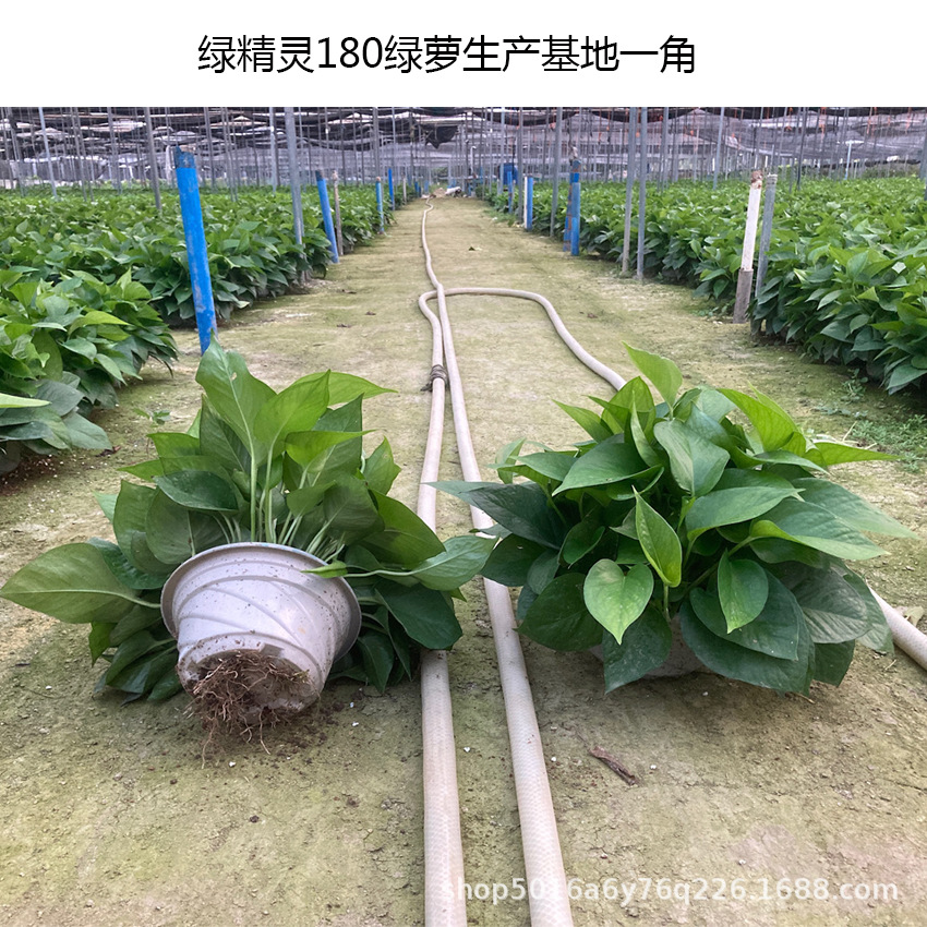 Green Radish Potted Indoor Office Hydroponic Green Plants Purify Air Florals Green Basket Spider Orchid Bonsai Base Wholesale