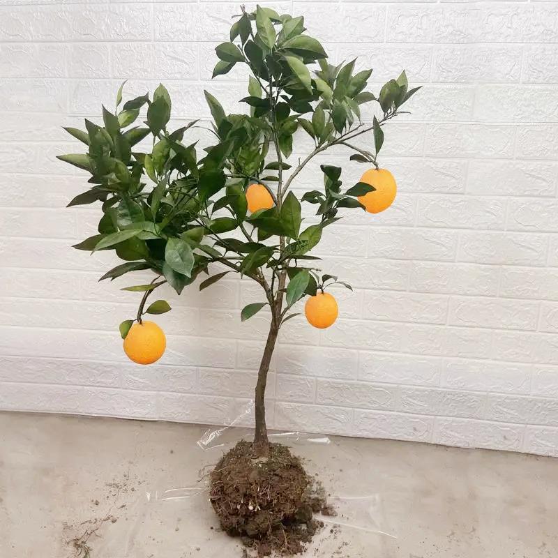 A generation of authentic Hubei Zigui navel orange seedlings in the south and north courtyard potted planting grafted sweet orange