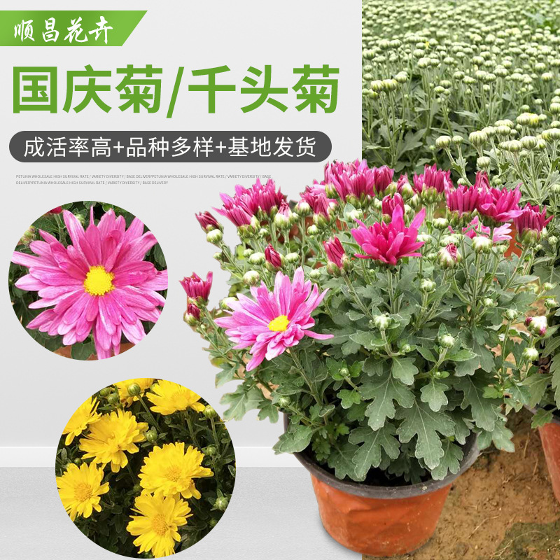 Оптовая база хризантемы на Национальный день, фестиваль цветов, аренда, большой объем и выгодная цена, горшечное растение с тысячей голов