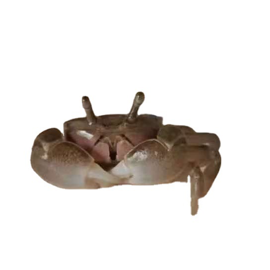 Wholesale Pepper Crab Red Tongs Pepper Crab Ornamental Crab Live Mini Small Crab 1-2cm Independent Small Round Boxed