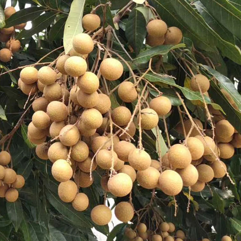 Longan Saplings Grafted Longan Seedlings Early Maturing Stone Centipede Four-Season Longan with Fruits and Soil Southern Fruit Saplings Courtyard