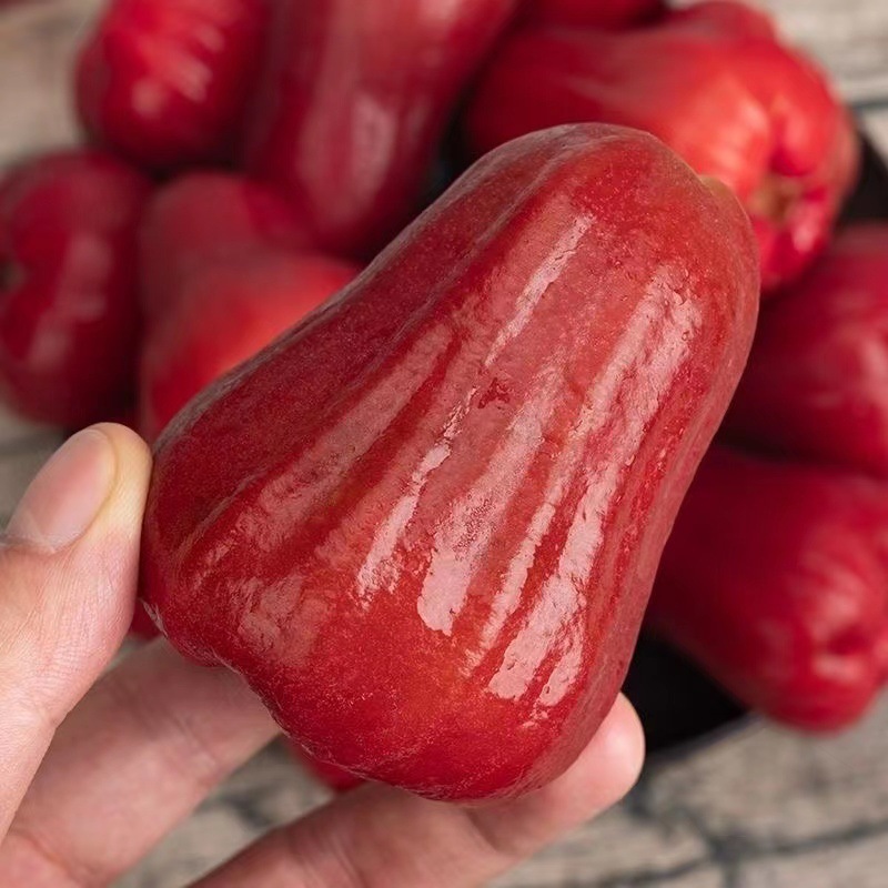 Hainan Lotus Mist Seasonal Fresh Fruit Whole Box Pregnant Women Fruit Mist Lotus Fruit Red Lotus Mist Fruit Sweet and Juicy Wholesale